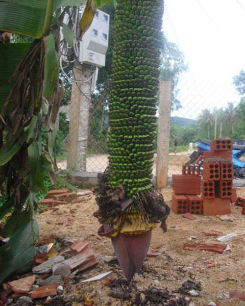 Từ ngày cây chuối trồ buồng lạ, gia đình ông Điệp trở nên nhộn nhịp bởi được nhiều người đến chiêm ngưỡng buồng chuối.