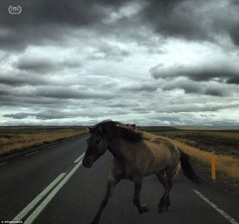 Để tham dự Giải thưởng nhiếp ảnh iPhone, các bức ảnh phải được chụp bằng điện thoại iPhone hoặc iPod. Người chụp không được sử dụng bất cứ phần mềm chỉnh sửa ảnh nào như Photoshop.