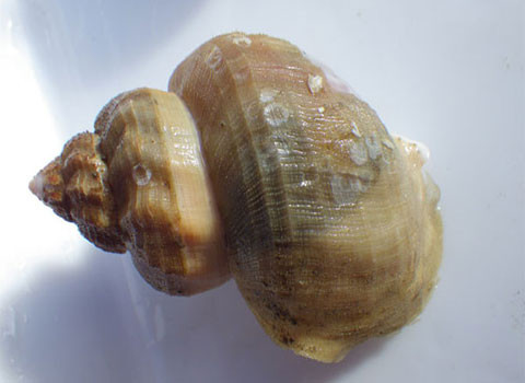 Ốc sên. Tháng 8 này, một cậu bé 4 tuổi ở hạt Orange đã phát hiện ra một điều khủng khiếp: một chú ốc sên trong đầu gối mình. Trước đó, cậu bé này đã đi dã ngoại cùng gia đình. Chú bị rách đầu gối. Bố mẹ chú bé đã kịp băng bó lại chân cho chú bé, nhưng chỉ sau khi một quả trứng ốc sên tìm thấy đường vào đầu gối chú bé. Vài ngày sau, vết thương bị mưng mủ và mẹ cậu bé phát hiện ra chú ốc sên này. Chú ta đã sống được 1 ngày trong chân của chú bé, trước khi bị tống cổ ra ngoài!