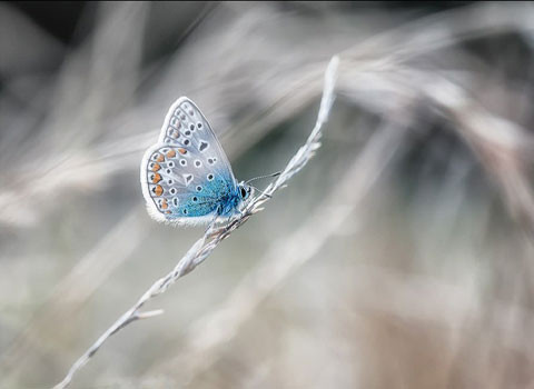 Vẻ đẹp của loài bướm là nguyên nhân cho chính sự suy vi của nó, bởi các nhà sưu tập săn bắt nó với số lượng rất lớn.