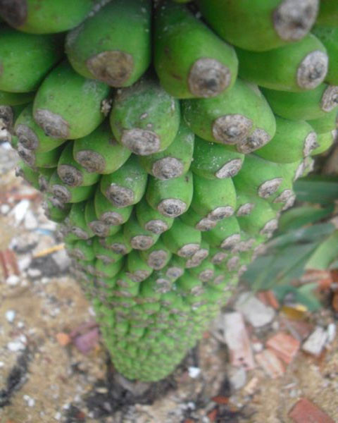 Chiều dài buồng chuối khoảng gần 2m và đường kính khoảng bằng vòng tay của một đứa trẻ.