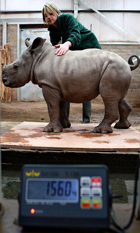 Anh bạn hà mã nặng nề này cuối cùng cũng biết được cân nặng của mình.