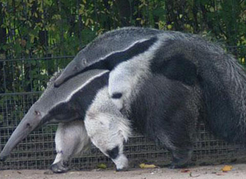 Nó chủ yếu ăn kiến và mối, sử dụng vuốt trước để đào chúng lên và cái lưỡi dài và dính để thu lấy con mồi.