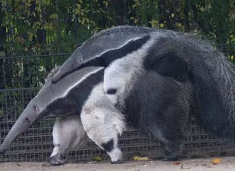 Nó chủ yếu ăn kiến và mối, sử dụng vuốt trước để đào chúng lên và cái lưỡi dài và dính để thu lấy con mồi.