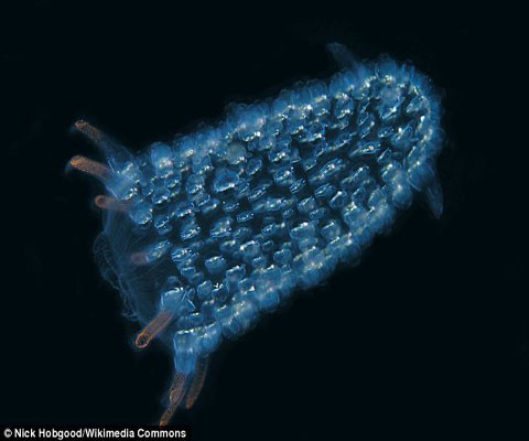 Zooid của loài pyrosome.