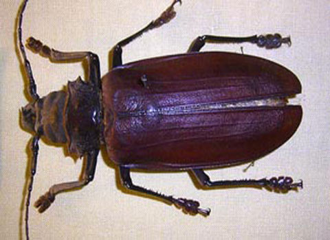 Bọ cánh cứng khổng lồ (Titanus giganteus). Đây là một trong những loài bọ cánh cứng lớn nhất thế giới, và dài nhất trong số các loài bọ cánh cứng ở vùng rừng nhiệt đới Amazon. Một vài con có thể dài tới 16 cm. Những con trưởng thành có thể có một bộ hàm cực khỏe, đủ để cắt ngang một chiếc bút chì hay thậm chí là cắt được cả thịt người. Cả đời loài này chỉ dành cho một mục đích duy nhất là tìm bạn tình. Nó hầu như không ăn gì.