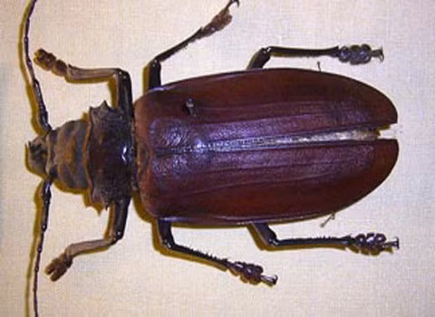 Bọ cánh cứng khổng lồ (Titanus giganteus). Đây là một trong những loài bọ cánh cứng lớn nhất thế giới, và dài nhất trong số các loài bọ cánh cứng ở vùng rừng nhiệt đới Amazon. Một vài con có thể dài tới 16 cm. Những con trưởng thành có thể có một bộ hàm cực khỏe, đủ để cắt ngang một chiếc bút chì hay thậm chí là cắt được cả thịt người. Cả đời loài này chỉ dành cho một mục đích duy nhất là tìm bạn tình. Nó hầu như không ăn gì.