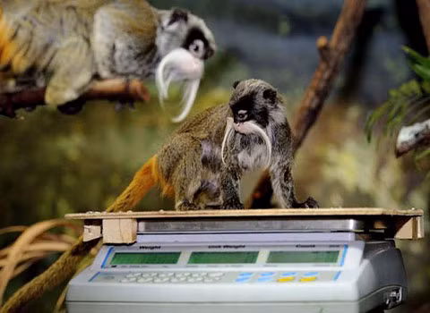 Gia đình khỉ rất thích thú khám phá chiếc cân.