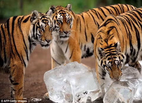 Để giúp những chú hổ này “trốn nóng”, các nhân viên thuộc công viên hổ Siberi Guaipo, tỉnh Liêu Ninh, Trung Quốc, đã phải đưa vào chuồng hổ những tảng đá to, để chúng liếm.