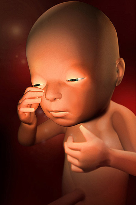 Phản ứng nuốt dịch ối của thai nhi tuần 26 cũng bắt đầu thuần thục hơn, bé đã bắt đầu nuốt nhiều và do đó, những lần bị nấc cụt cũng xuất hiện nhiều hơn. Các giác quan của bé trong giai đoạn này đã phát triển rất nhanh, cơ quan xúc giác phát triển và nếu bị chiếu ánh sáng vào bụng, bé sẽ quay đầu lại phản ứng, vì thị lực lúc này đã phát triển đặc biệt bé đã có thể đóng mở mắt.