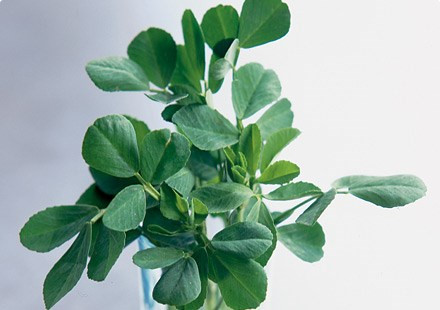 Cỏ cà ri: Trong cỏ cà ri có chứa thành phần diosgenen, hóa chất có hoạt tính giống các hormon tình dục trong cơ thể. Hiện nay, các bác sĩ người Trung Quốc đang tận dụng một cách triệt để cỏ cà ri trong việc điều trị chứng bất lực.