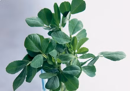 Cỏ cà ri: Trong cỏ cà ri có chứa thành phần diosgenen, hóa chất có hoạt tính giống các hormon tình dục trong cơ thể. Hiện nay, các bác sĩ người Trung Quốc đang tận dụng một cách triệt để cỏ cà ri trong việc điều trị chứng bất lực.