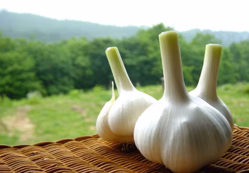 Tỏi sống. Theo các chuyên gia, thường xuyên ăn 2-3 tép tỏi sống mỗi ngày có tác dụng tăng cường chức năng tình dục ở nam giới. Vì các thành phần trong tỏi được chứng minh có khả năng kích thích ham muốn, đồng thời hỗ trợ việc điều trị chứng bất lực ở nam giới gây ra bởi tai nạn hoặc bệnh tật.