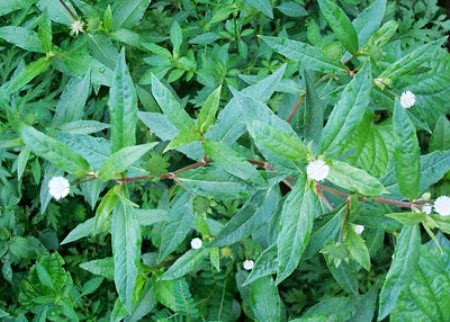 Dùng cây cỏ nhọ nồi: Cỏ nhọ nồi ngâm rửa sạch, sau đó ngâm lại bằng nước muối đun sôi để nguội rồi vớt ra cho vào cối sạch giã nát. Lọc lấy nước cho bé uống, mỗi lần uống khoảng 50ml. Đối với bé dưới 1 tuổi, mẹ có thể đun sôi lên để nguội rồi mới cho bé uống cho yên tâm hơn. Bã nhọ nồi có thể cho vào khăn xô để lau người cho bé, lau nhiều nhất ở vùng trán, nách, bẹn và gan bàn chân.