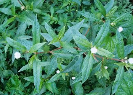 Dùng cây cỏ nhọ nồi: Cỏ nhọ nồi ngâm rửa sạch, sau đó ngâm lại bằng nước muối đun sôi để nguội rồi vớt ra cho vào cối sạch giã nát. Lọc lấy nước cho bé uống, mỗi lần uống khoảng 50ml. Đối với bé dưới 1 tuổi, mẹ có thể đun sôi lên để nguội rồi mới cho bé uống cho yên tâm hơn. Bã nhọ nồi có thể cho vào khăn xô để lau người cho bé, lau nhiều nhất ở vùng trán, nách, bẹn và gan bàn chân.