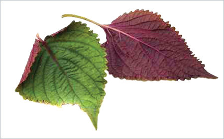 Lá tía tô: Lá tía tô tươi, nghiền lấy nước uống 5 lần trong ngày. Ngoài ra, có thể dùng lá tía tô xanh, rễ tía tô phơi khô trong bóng râm nấu cháo với gạo nếp rang, vỏ quýt để trị ho, viêm họng. Ăn cháo nóng nhiều hành, tía tô, hạt tiêu sẽ tiêu diệt được vi khuẩn vùng họng.