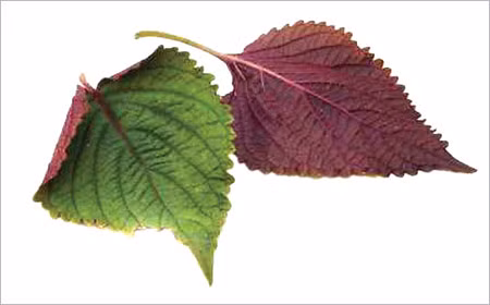 Lá tía tô: Lá tía tô tươi, nghiền lấy nước uống 5 lần trong ngày. Ngoài ra, có thể dùng lá tía tô xanh, rễ tía tô phơi khô trong bóng râm nấu cháo với gạo nếp rang, vỏ quýt để trị ho, viêm họng. Ăn cháo nóng nhiều hành, tía tô, hạt tiêu sẽ tiêu diệt được vi khuẩn vùng họng.