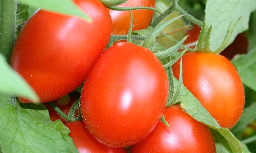 Cà chua. Cà chua là loại thực phẩm giàu chất dinh dưỡng, tăng cường sức đề kháng cho cơ thể, đặc biệt là hàm lượng vitamin A trong cà chua rất cao. Trung bình 100g cà chua chín tươi sẽ đáp ứng được 13% nhu cầu hàng ngày về vitamin A, vitamin B6, vitamin C. Lycopene có trong cà chua giúp cải thiện làn da sạm đen do ảnh hưởng của nắng lên đến 40%.