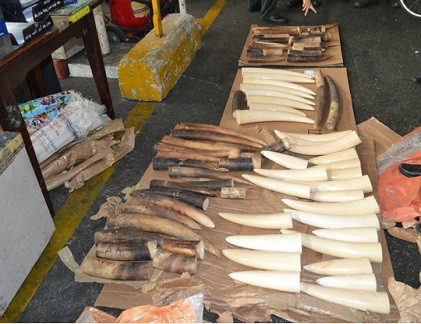 Lượng lớn ngà voi bị Hài quan sân bay bắt giữ.