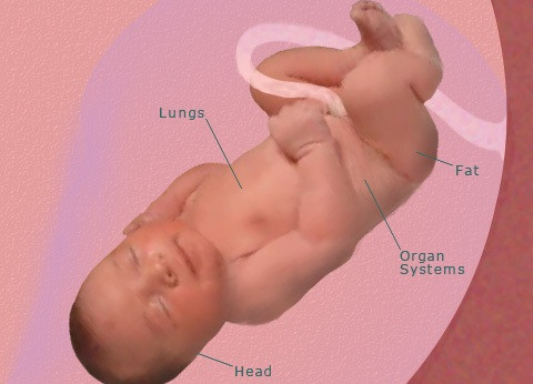 Ở thời điểm này, cơ thể bé đã hoàn thiện. Lớp mỡ dưới da có thể giữ ẩm được cho cơ thể trước sự thay đổi của môi trường. Lớp da bên ngoài của bé bong tróc ra, đồng thời một lớp da mới được hình thành bên dưới lớp da cũ. Hầu hết lớp lông tơ và các chất gây bảo vệ cơ thể bé đã mất đi. Trong thời gian này, các cơ quan của bé cũng đã phát triển toàn diện để đảm bảo cho một sự sống hoàn toàn mới.