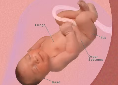 Ở thời điểm này, cơ thể bé đã hoàn thiện. Lớp mỡ dưới da có thể giữ ẩm được cho cơ thể trước sự thay đổi của môi trường. Lớp da bên ngoài của bé bong tróc ra, đồng thời một lớp da mới được hình thành bên dưới lớp da cũ. Hầu hết lớp lông tơ và các chất gây bảo vệ cơ thể bé đã mất đi. Trong thời gian này, các cơ quan của bé cũng đã phát triển toàn diện để đảm bảo cho một sự sống hoàn toàn mới.