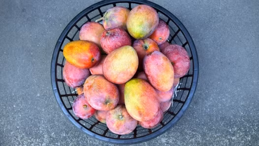 Xoài. Các chất có trong xoài có khả năng làm se khít lỗ chân lông trên da một cách hiệu quả. Điều này có nghĩa là xoài có ích trong việc ngăn ngừa mụn. Bạn chỉ cần dùng thịt trái xoài chà xát lên da mặt khoảng 10 phút rồi rửa lại bằng nước sạch. Ăn xoài thường xuyên sẽ làm cho da bạn luôn mềm mại và mịn màng.