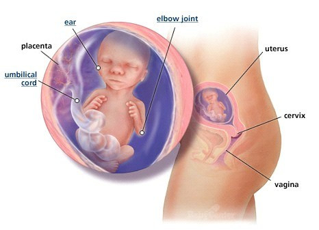 Lúc này, các hệ thống tuần hoàn, bài tiết… của bé đã bắt đầu hoạt động. Trong một vài tuần tới, bé sẽ phát triển nhanh hơn bình thường, trọng lượng và chiều dài tăng gấp đôi so với hiện tại.