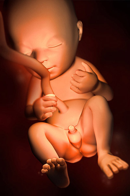 Thai nhi tuần thứ 20: Học nuốt. Thai nhi 20 tuần tuổi nặng khoảng 280g và dài 16,5cm tính từ đỉnh đầu đến mông. Nếu được so sánh, bé dài bằng quả chuối. Lúc này, thai nhi đã biết nuốt dịch ối và thận sản sinh ra nước tiểu. Cơ thể thai nhi bắt đầu sản xuất ra phân màu xanh hoặc màu đen. Các cơ quan trên cơ thể tiếp tục phát triển và hoàn thiện dần các chức năng của mình.