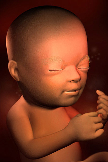 Thai nhi tuần thứ 22: Bé đã biết nghe. Thai nhi 22 tuần tuổi có chiều dài tính từ đỉnh đầu đến gót chân khoảng từ 26,6-30cm và nặng khoảng từ 360-500g. Thai nhi tuần 22, tất cả các cơ quan đã hình thành và phát triển, cơ thể bé giống như lúc sinh ra đời nhưng còn rất nhỏ so với kích thước lúc chào đời. Quá trình phát triển vẫn diễn ra mạnh mẽ kể từ tuần này.