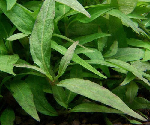 Rau dăm. Phụ nữ có thai 3 tháng đầu thì nên hạn chế ăn rau răm, vì ăn rau răm nhiều dễ bị mất máu. Thêm vào đó, trong rau răm có chứa chất gây tình trạng co bóp tử cung dễ sảy thai. Vì vậy mẹ bầu không nên ăn quá nhiều rau răm. Tuy nhiên, một vài cọng rau răm ăn kèm với trứng vịt lộn thì không vấn đề gì các mẹ nhé!