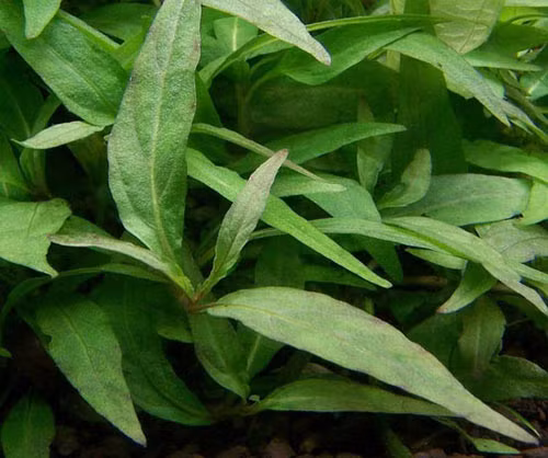 Rau dăm. Phụ nữ có thai 3 tháng đầu thì nên hạn chế ăn rau răm, vì ăn rau răm nhiều dễ bị mất máu. Thêm vào đó, trong rau răm có chứa chất gây tình trạng co bóp tử cung dễ sảy thai. Vì vậy mẹ bầu không nên ăn quá nhiều rau răm. Tuy nhiên, một vài cọng rau răm ăn kèm với trứng vịt lộn thì không vấn đề gì các mẹ nhé!