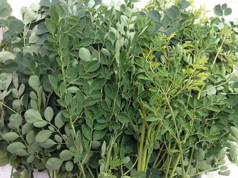 Rau chùm ngây. Loại cây này lại được phụ nữ dân tộc Raglay dùng để ngừa thai. Do trong chùm ngây có alpha-sitosterol cấu trúc giống estrogen nên có thể có tác dụng ngừa thai. Khi bạn có thai, hormon thai nghén là progesterone bài tiết làm mềm tử cung khiến cơ tử cung không co bóp. Còn alpha-sitosterol trong rau chùm ngây gây co cơ trơn tử cun và làm sẩy thai. Vì thế các nhà khoa học nhắc nhở “phụ nữ có thai không được ăn rau chùm ngây”.