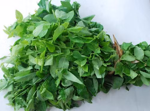 Rau ngót gây hiện tượng co thắt cơ trơn tử cung gây sẩy thai, tiêu chảy do trong rau ngót tươi có chứa một chất có hàm lượng papaverin nên nếu dùng trên 30 gam lá tươi thì có nguy cơ sảy thai cao. Dược thư Việt Nam 2002 ghi rõ khuyến cáo: “Không dùng papaverin cho người có thai”. Vì vậy, mẹ nào có tiền sử sảy thai liên tiếp, đẻ non, con quý hiếm thì nên hạn chế ăn canh rau ngót.