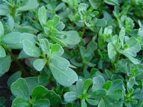 Rau sam. Đây là loại rau dễ trồng dễ chăm, nó vừa là thảo dược vừa là thực phẩm chế biến món ăn, mang tính dược hàn. Thực tế chứng minh khi dùng rau sam thì nó kích thích tử cung khá mạnh, có thể làm tăng số lần và cường độ thu co của tử cung và hậu quả là gây ra sẩy thai.