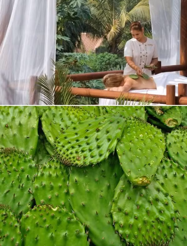 Massage xương rồng. Nghe có vẻ vô cùng đau đớn nhưng trên thực tế những cây xương rồng này đã được rút hết gai trước khi được chà xát lên cơ thể. Những cành xương rồng được đun với nước ấm, cắt đôi để lấy nhựa massage cơ thể. Spa Apuane tại Four Seasons Resort Punta Mita ở Mexico đã cho ra mắt phương pháp massage "thư giãn" Hakali với việc sử dụng những nhánh xương rồng không gai.