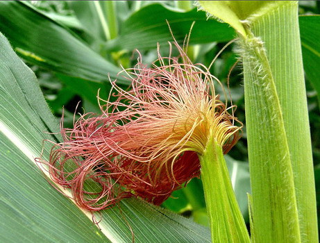 Nước râu ngô: Sau khi có thai, mỗi ngày dùng râu ngô sắc uống, đến đúng thời kỳ đã bị say thai lần trước thì tăng lượng lên gấp đôi, uống đến khi đẻ mới thôi.