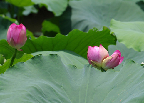 1 lá sen tươi, một lượng đường phèn vừa đủ. Lá sen rửa sạch, cắt sợi, cho vào nồi để nấu lấy nước, sau đó cho đường phèn vào, khuấy đều cho tan đường ra. Thơm mát, hấp dẫn, có công dụng an thai. Mỗi ngày dùng một lượng như vậy, chia làm 1 hoặc 2 lần dùng trong ngày, dùng liên tục 5 ngày. Nhưng, người bị sẩy thai được báo trước là do tỳ và thận suy yếu thì không nên dùng.