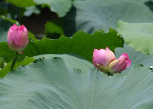 1 lá sen tươi, một lượng đường phèn vừa đủ. Lá sen rửa sạch, cắt sợi, cho vào nồi để nấu lấy nước, sau đó cho đường phèn vào, khuấy đều cho tan đường ra. Thơm mát, hấp dẫn, có công dụng an thai. Mỗi ngày dùng một lượng như vậy, chia làm 1 hoặc 2 lần dùng trong ngày, dùng liên tục 5 ngày. Nhưng, người bị sẩy thai được báo trước là do tỳ và thận suy yếu thì không nên dùng.