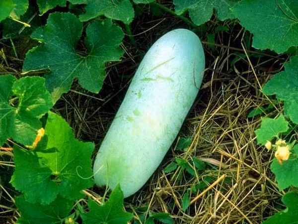 Trị da khô. Dùng 40 g nhân ý dĩ ngâm nước qua đêm, 300 g thịt gà thái nhuyễn, 20 g miến, 500 g bí đao, 10 g nấm hương, 1 miếng tỏi, một ít hành, gừng, muối, rượu vang, dầu vừng. Cho ý dĩ vào nồi nước đun chín mềm, lần lượt cho thịt gà, bí đao, nấm vào nấu chín, nêm nếm gia vị vừa ăn. Miến và dầu vừng bỏ sau cùng.