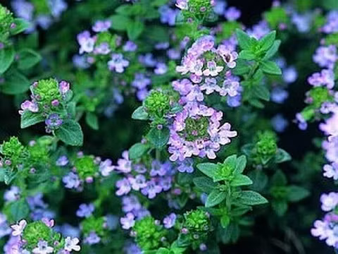 Cỏ xạ hương lại giúp giải độc tố cho da, thải trừ những chất có hại và làm sạch da.