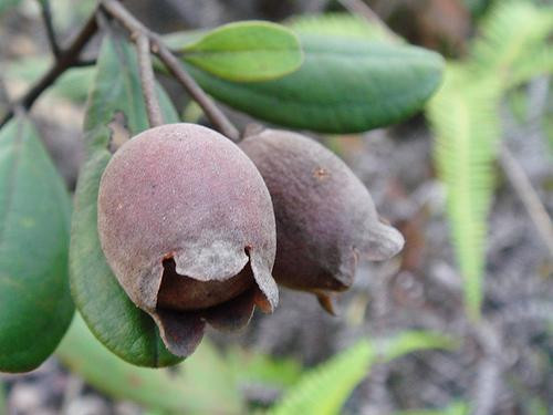 Cây sim. Một thảo mộc ít ai nghĩ tới là cây sim lại có tác dụng không ngờ là tẩy đi tế bào chết trên da, làm dịu nhẹ làn da và tái tạo lại làn da mới căng tràn sức sống.