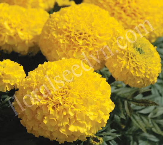 Cúc vạn thọ. Bông cúc thậm chí có thể ngăn ngừa hiện tượng viêm lỗ chân lông ở da, nguyên nhân gây nên mụn là điều tối kỵ cho làn da phái đẹp.