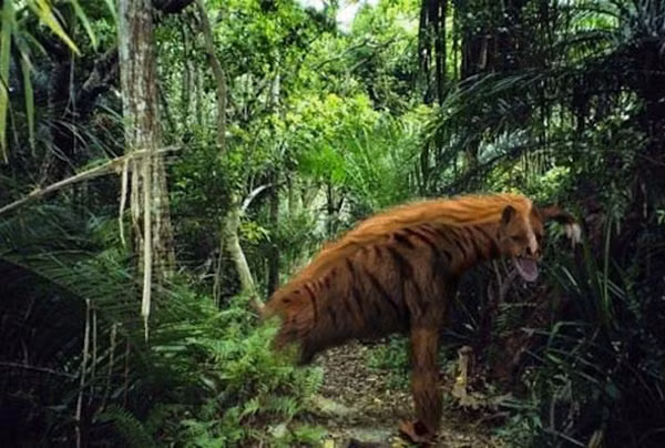 6. Gấu Nandi, Kenya. Loài gấu khổng lồ ăn thịt người này được cho là sinh sống ở miền Tây đất nước Kenya. Dù chưa ai tận mắt thấy chúng nhưng cũng chưa ai dám khẳng định chúng đã tuyệt chủng.