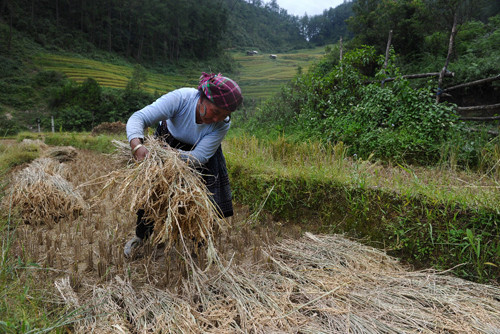 Hình ảnh phổ biến của những phụ nữ H'Mông chăm chỉ công việc đồng áng.