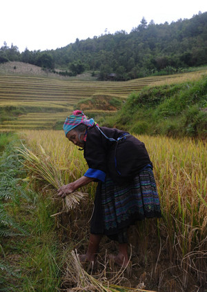 Một phụ nữ H'Mông mải miết gặt lúa.