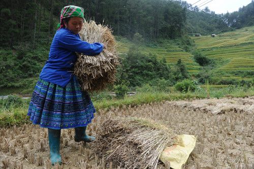Cô gái trẻ người H'Mông với bộ trang phục màu xanh tím thường thấy.