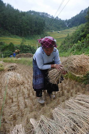 Lúa đã được cắt gọn và gom lại.