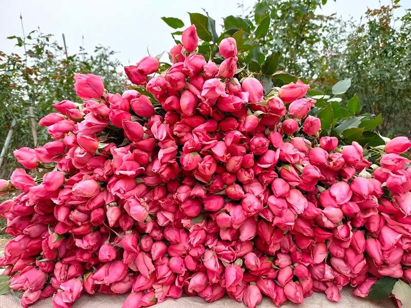 Hoa hong re nhu cho, ngoi nha chot ban 4 van bong/ngay