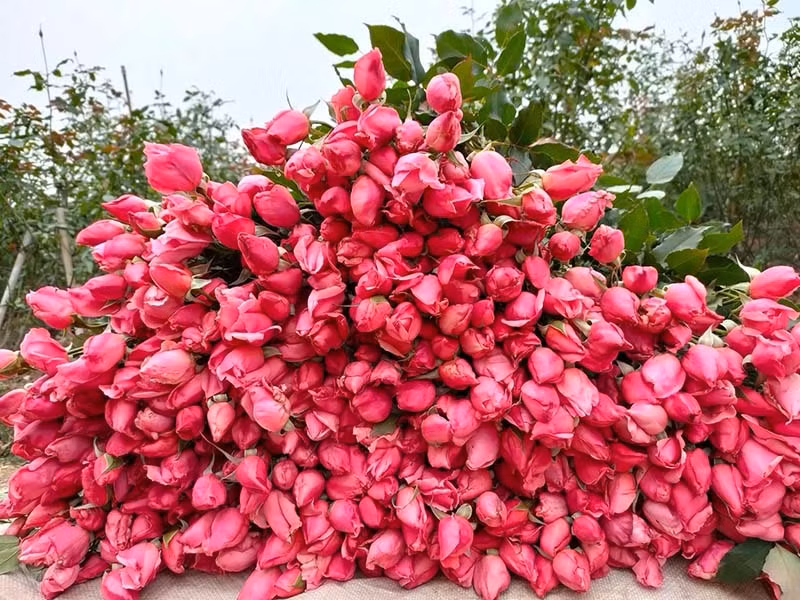 Hoa hong re nhu cho, ngoi nha chot ban 4 van bong/ngay