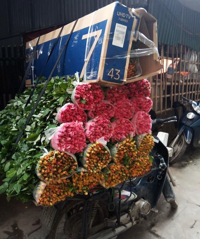 Hoa hong re nhu cho, ngoi nha chot ban 4 van bong/ngay-Hinh-6